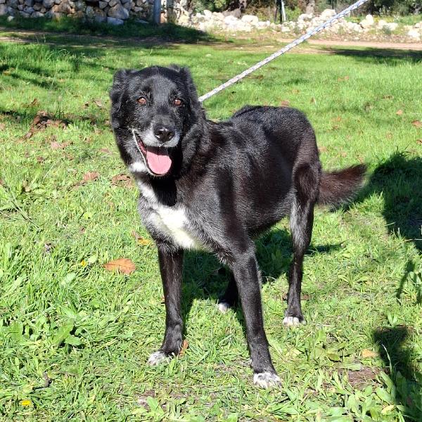 Crik&Crok Cerca Famiglia. Info Monica 3890238584 Foto 4